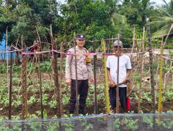 Bhabinkamtibmas Polsek Makarti Jaya Cek Lahan Pekarangan Kebun Kacang Panjang di Desa Upang Makmur