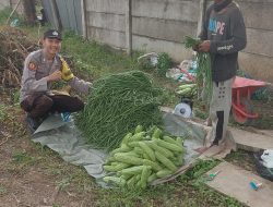 Panen Sayur Pare dan Kacang Panjang, Polsek Talang Kelapa Akan Terus Mendukung Ketahanan Pangan
