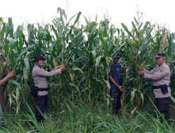 Wakapolsek Rambutan Cek Langsung Program 2 Tanaman Jagung di Lahan PT Pulau Subur 