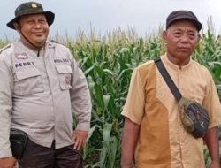 Desa Telang Karya Menjadi Salah Satu Wilayah Prioritas Dalam Program Pendampingan Tanaman Jagung