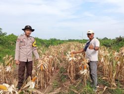 Kapolsek Talang Kelapa Tegaskan Pentingnya Pemantauan Secara Berkala Tanaman Jagung 