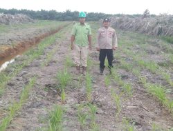 Personil Polsek Pulau Rimau Cek Penanaman Jagung di Lahan PT CVA      