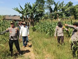 Kapolsek Betung Tinjau Langsung Perkembangan Tanaman Jagung