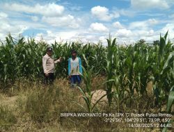 Pastikan Tanaman Jagung Tumbuh Dengan Baik, Polsek Pulau Rimau Lakukan Monitoring