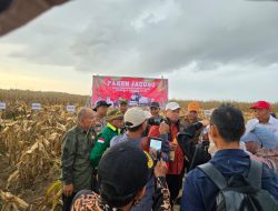 Polsek mekarti jaya melaksanakan Panen Jagung Perdana Dalam Rangka Mewujudkan Program Pemerintah Ketahanan Pangan Nasional