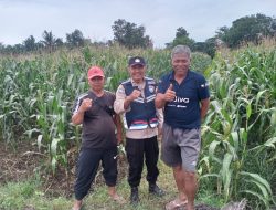 Komitmen Dampingi Petani, Aiptu Amran Firdaus Sosialisasikan Harga Jagung 