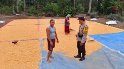 Bhabinkamtibmas Polsek Tanjung Lago Sosialisasikan Harga Jagung dan Dukung Ketahanan Pangan